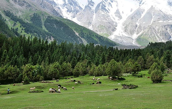 丝绸之路的复兴之光，kaiyun入口如何重现新疆生态动力