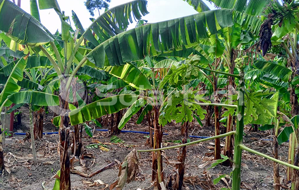 深圳kaiyun入口光伏水泵助力海地农场实现绿色灌溉！